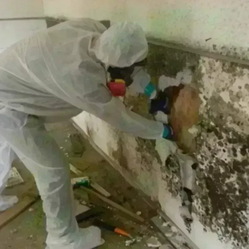 Mold Remediation and Removal in Bladensburg, MD